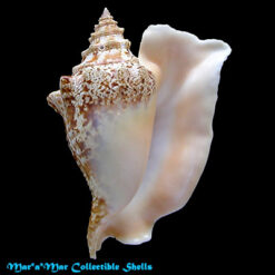 Strombus gallus Linnaeus, 1758