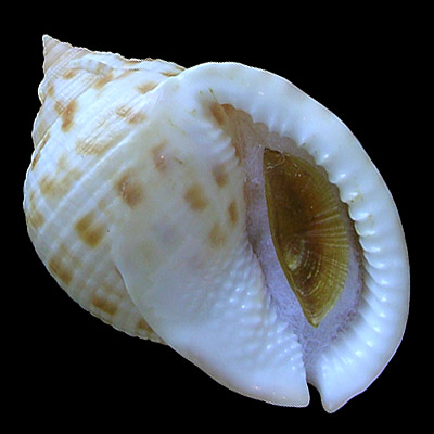 Semicassis granulatum Gmelin, 1791