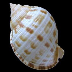 Semicassis granulatum Gmelin, 1791 - Imagem 2