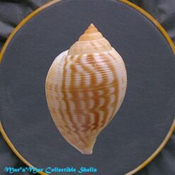 Sconsia lindae Petuch, 1987 - Imagem 2