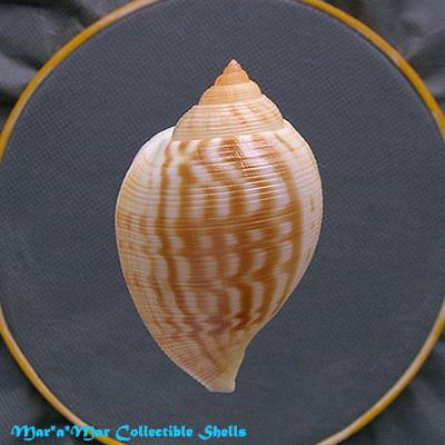 Sconsia lindae Petuch, 1987 - Imagem 2