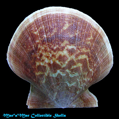 Flexopecten felipponei (Dall, 1922)