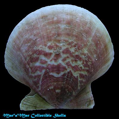 Flexopecten felipponei (Dall, 1922) - Image 2