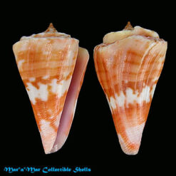 Conus carioca Petuch, 1986