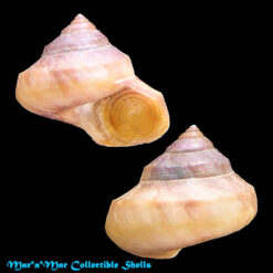 Calliostoma coppingeri major Fernandez & Castellanos, 1976
