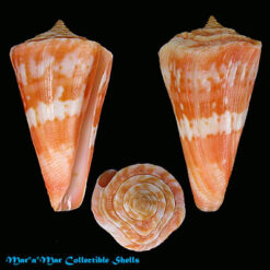 Conus carioca Petuch, 1986