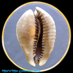 Cypraea (Muracypraea)  mus donmoorei Sowerby, 1870