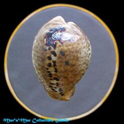 Cypraea (Muracypraea) mus donmoorei Sowerby, 1870 - Imagem 2