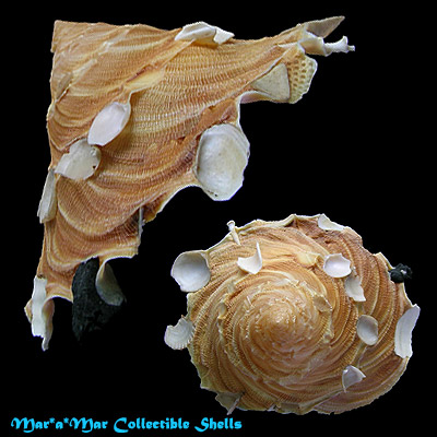 Tugurium caribaeum Petit, 1856