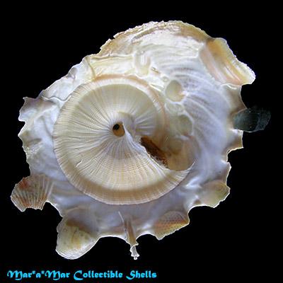 Tugurium caribaeum Petit, 1856 - Imagem 2