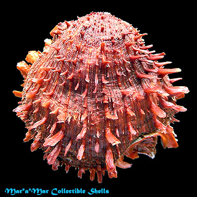 Spondylus cf. ictericus Reeve, 1856