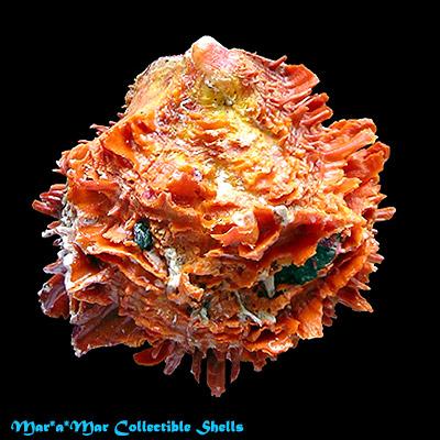 Spondylus cf. ictericus Reeve, 1856 - Image 2