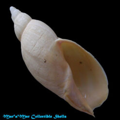 Odontocymbiola pescalia Clench & Turner, 1964