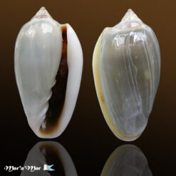 Prunum prunum (Gmelin, 1791)