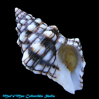 Leucozonia ocellata (Gmelin, 1791)