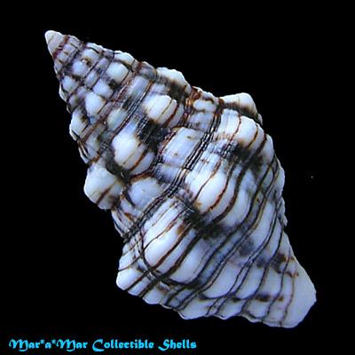 Leucozonia ocellata (Gmelin, 1791) - Imagem 2