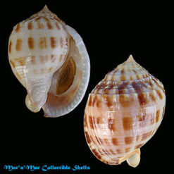 Semicassis granulata  Gmelin, 1791