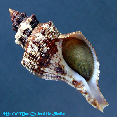 Pleuroploca aurantiaca (Lamarck, 1816)