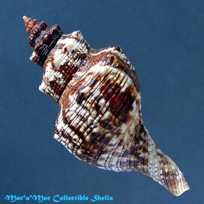 Pleuroploca aurantiaca (Lamarck, 1816) - Imagem 2