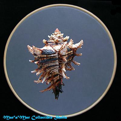 Hexaplex princeps (Broderip, 1833) - Imagem 2