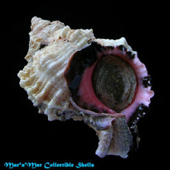Phyllonotus margaritensis (Abbott, 1958)
