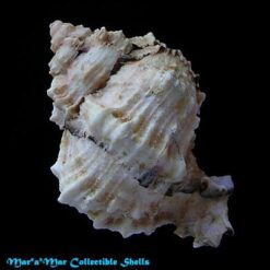 Phyllonotus margaritensis (Abbott, 1958) - Imagem 2