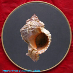 Phyllonotus globosus (Emmons, 1858)