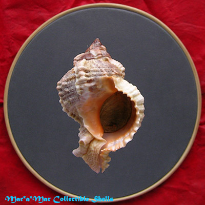 Phyllonotus globosus (Emmons, 1858)