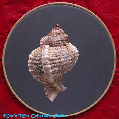 Phyllonotus globosus (Emmons, 1858) - Imagem 2