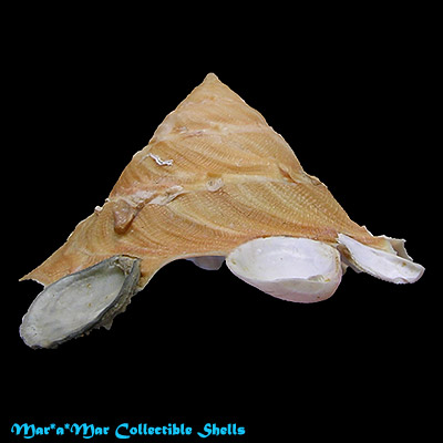 Tugurium caribaeum Petit, 1856