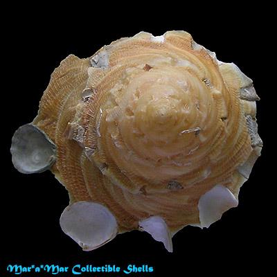 Tugurium caribaeum Petit, 1856 - Imagem 2