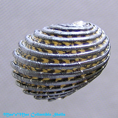 Nerita exuvia L., 1758