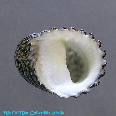 Nerita exuvia L., 1758 - Imagem 2