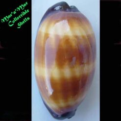 Cypraea talpa Linnaeus, 1758