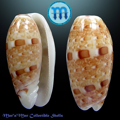 Persicula muralis (Hinds,1844)