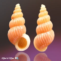 Epitonium purpuratum Dall, 1917