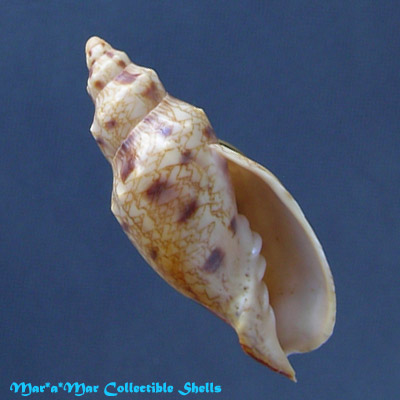 Odontocymbiola macaensis Calvo & Coltro, 1997