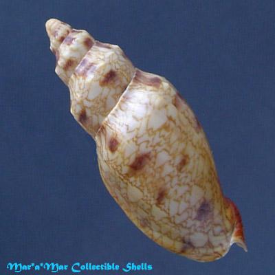 Odontocymbiola macaensis Calvo & Coltro, 1997 - Imagem 2
