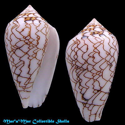 Conus textile scriptus Sowerby, G.B. II, 1858