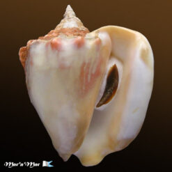 Strombus costatus spectabilis Gmelin, 1791