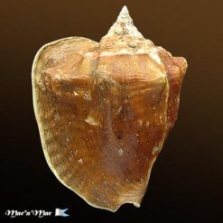Strombus costatus spectabilis Gmelin, 1791 - Imagem 2