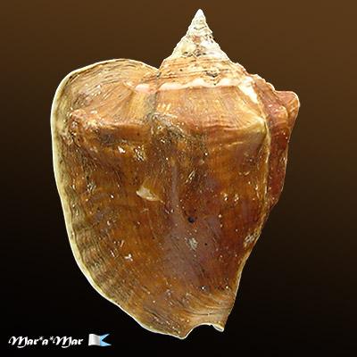 Strombus costatus spectabilis Gmelin, 1791 - Imagem 2