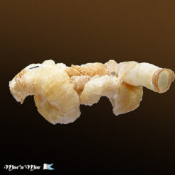 Serpulorbis decussatus (Gmelin, 1791)