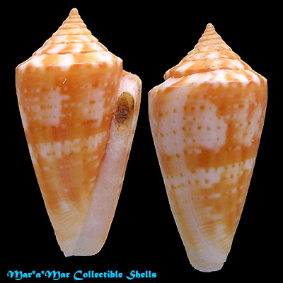 Conus xanthocinctus Petuch, 1986
