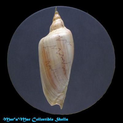 Zidona dufresnei (Donovam, 1823) - Imagem 2