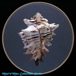 Alternative view of Hexaplex princeps (Broderip, 1833)