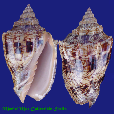 Voluta ebraea Linnaeus, 1758