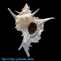 Chicoreus tenuivaricosus carioca (Vokes,1968)