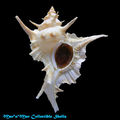 Chicoreus tenuivaricosus carioca (Vokes,1968)