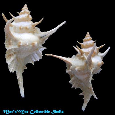 Chicoreus tenuivaricosus carioca (Vokes,1968) - Imagem 2